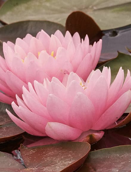 Immagine della linea Fiore di Loto