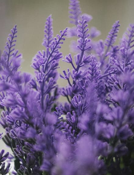 Immagine della linea Lavanda