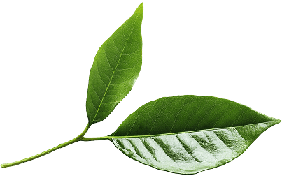 Leaf-right