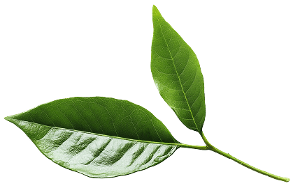 Leaf