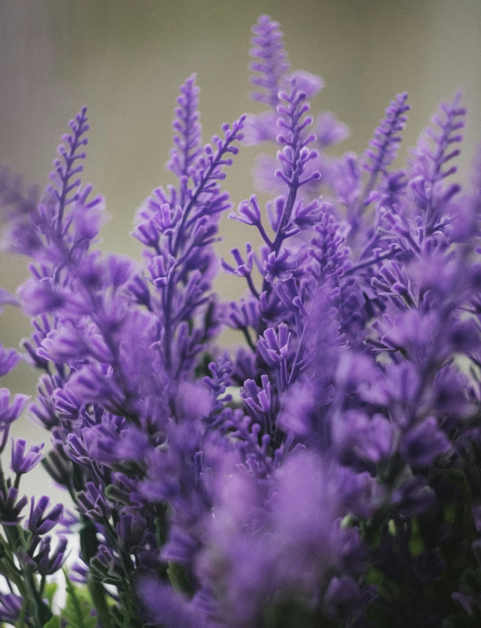 Immagine della linea Lavanda